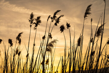Silhouette of reed plants in front of the sunset. - obrazy, fototapety, plakaty