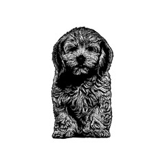 Lhasapoo hand drawing vector isolated on background.
