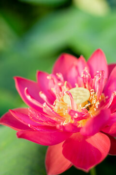Lotus,Lotus flowers in the evening,Close-up of lotus water lily,Close-up of water lily blooming outdoors,Close-up of lotus water lily,