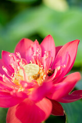 Fototapeta premium Lotus,Full bloom Royal lotus flowers among green leaves in famous Summer lotus pond of West Lake.