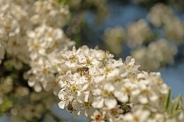 Honey bee taking nectar from the flowers of the wild pear.