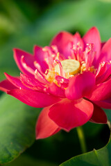 Lotus,Full bloom Royal lotus flowers among green leaves in famous Summer lotus pond of West Lake.