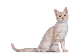 Alert European Shorthair cat kitten, sitting up side ways. Looking to camera with a lot of...
