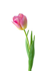 Pink tulip flower isolated on white background - 786070571