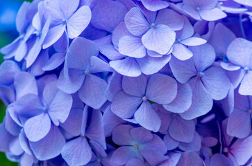 Violet Hydrangea background. Hortensia flowers surface. - 786070711