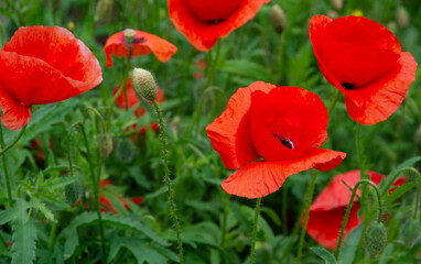 red poppies on green field - 786070747
