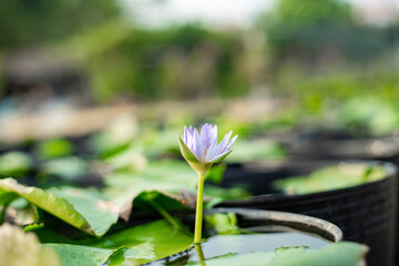 Nymphaeaceae,lakes and swamps, with leaves and flowers floating on the water surface, water lily leaves are round, single leaves, growing alternately. Twisted flowers - obrazy, fototapety, plakaty