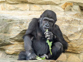 Fototapeta premium Gorilla