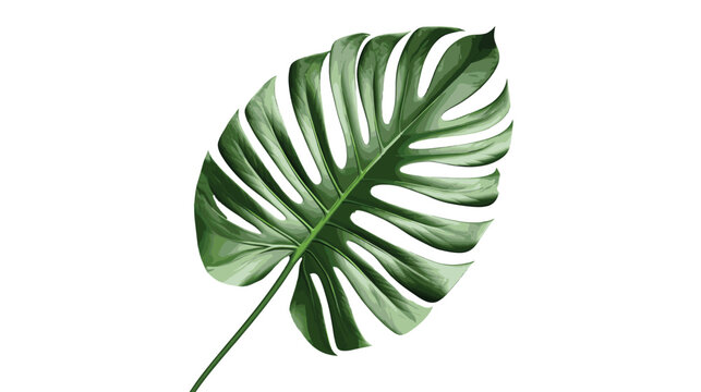 Stock Vector, Green Tropical Leaf on Transparent Background with Design PNG Concept. 