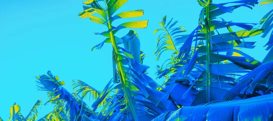 Rolgordijnen Banana leaves against the blue sky on a sunny day. Natural tropical landscape © vvvita