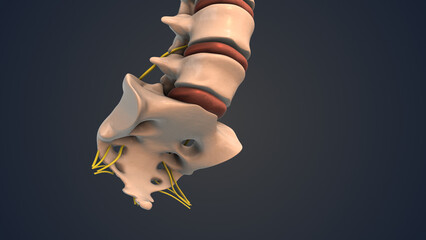 Coccyx and sacrum of the human spine with nerve - obrazy, fototapety, plakaty