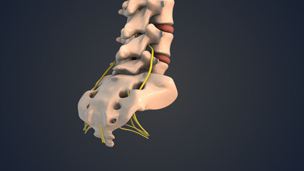 Sacrum and coccyx in the human spine with nerve - obrazy, fototapety, plakaty