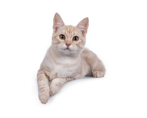 Alert European Shorthair cat kitten, laying down facing front on edge. Looking to camera with a lot of attitude. Isolated on a white background. - obrazy, fototapety, plakaty