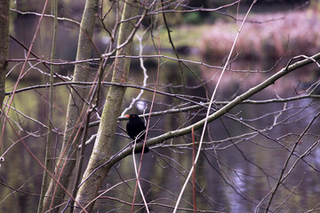 blackbird on a branch