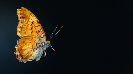 An exquisite orange butterfly sits perfectly symmetrical on a gradient black background, embodying...
