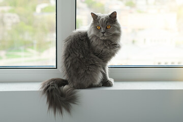 Noble proud cat lying on window sill. The British Shorthair with blue gray fur