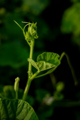 Lagenaria siceraria,Lagenaria siceraria are many varieties grown, differing by the shape and size of the fruit, such as:The fruit of Lagenaria siceraria is cylindrical, long (sometimes up to 1 meter 