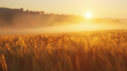 Picturesque sunrise scenery over vast lush wheat field in rural countryside landscape