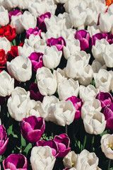 Blooming floral park in sunrise light. Colorful Tulip flowers blooming in the garden field landscape. Beautiful spring garden with many red tulips outdoors. Stripped tulips growing in flourish 