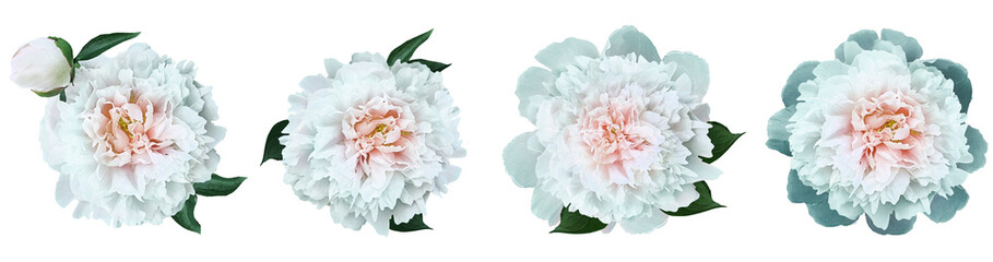 Watercolor set  white  peonies  flowers  on isolated background. Closeup. For design. Nature.