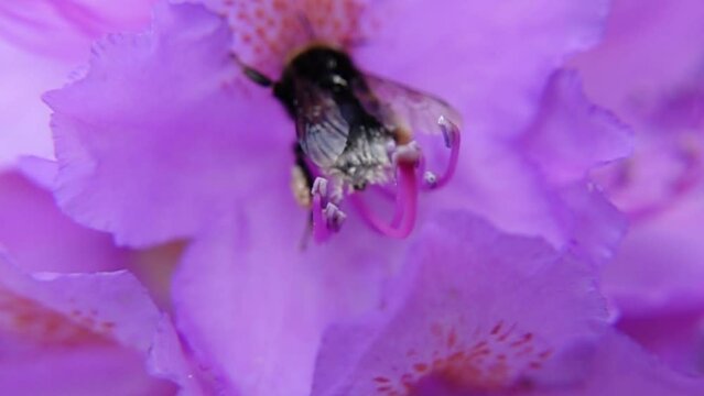 Buff-tailed Bumblebee On Pink Flower Blossom In Garden. macro shot, slow motion
