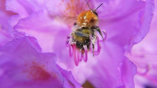 Bumblebee Collecting Pollen From Pink Flower In Bloom. Pollination Concept. macro shot