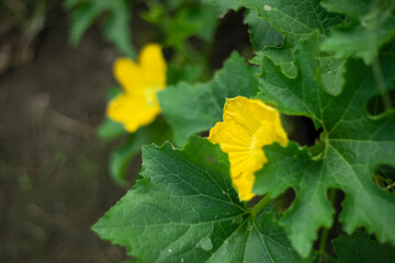  Benincasa hispida,Benincasa hispida needs heat to grow, but  Benincasa hispida fruit,Benincasa hispida  are yellow and grow single.When young,  Benincasa hispida has fluff