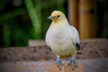 Pied Imperial Pigeon