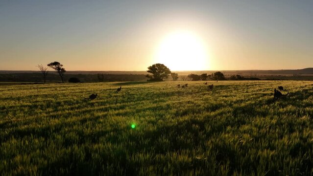 Kangaroos bouncing towards sun at sunset