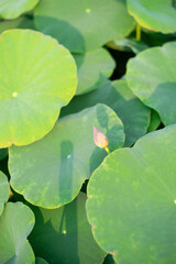 Lotus,Artificially created bio system with a beautiful white lotus flower, marsh plants and...