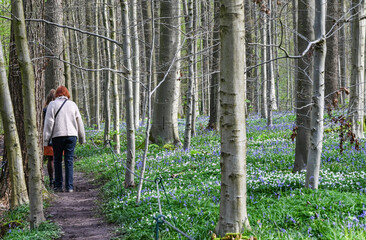 Floraison de printemps jacinthes bois de Halle Hal Belgique promeneurs