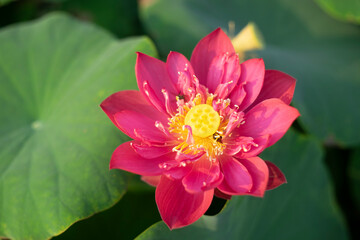 Lotus,Artificially created bio system with a beautiful white lotus flower, marsh plants and algae,Close-up of lotus water