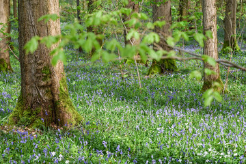 Floraison de printemps jacinthes bois de Halle Hal Belgique 