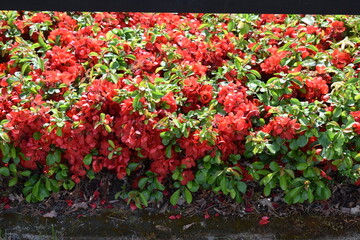 red blooming bush in spring