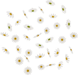 white chamomile or daisy flower petals