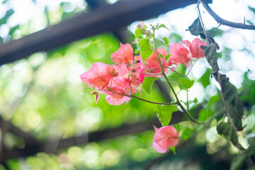Bougainvillae flowers ,Close-up of pink bougainvillea glabra blossoms,Close-up of Bougainvillae...