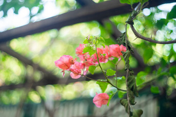Bougainvillae flowers ,Close-up of pink bougainvillea glabra blossoms,Close-up of Bougainvillae...