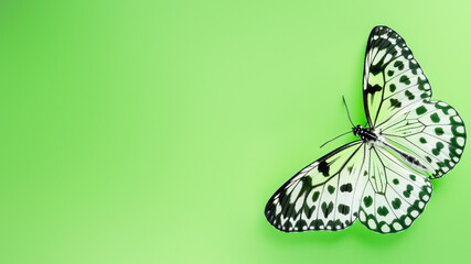 A white butterfly with detailed black patterns, standing out against a soothing solid green...
