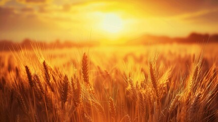 Fototapeta premium Beautiful golden sunrise over abundant wheat field, scenic agriculture landscape view