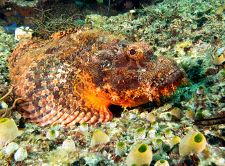 A Bearded Scorpionfish resting on corals Apo Island Philippines