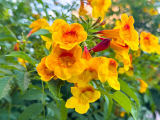 Hybrid trumpet flowers in the pot as an ornamental houseplant. Esperanza plant (Tecoma stans) has a yellow and orange blossom in the summer season.