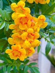 Hybrid trumpet flowers in the pot as an ornamental houseplant. Esperanza plant (Tecoma stans) has a...