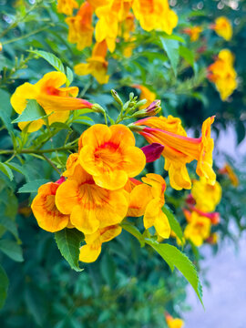 Hybrid trumpet flowers in the pot as an ornamental houseplant. Esperanza plant (Tecoma stans) has a yellow and orange blossom in the summer season.