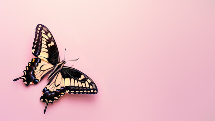 A beautiful swallowtail butterfly is captured against a soft pink background, showcasing the...