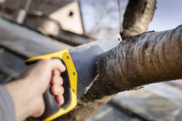 Man sawing handsaw old tree. Man at work. Male hand with a saw