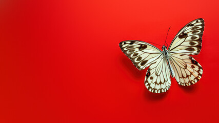 A stunning white butterfly with black and brown patterns positioned on a stark, vibrant red...