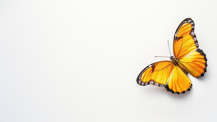 A bright orange and black butterfly with wings spread wide against a plain white backdrop, offering a clear view of its pattern
