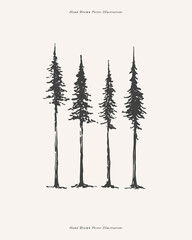 Tall firs of various shapes in engraving style. Coniferous plants. Design element for postcards, books, textiles. Vector illustration of a spruce on a light isolated background.