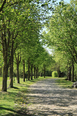 Kastanienallee im Frühling an einer schmalen Landstraße mit Natursteinpflaster
