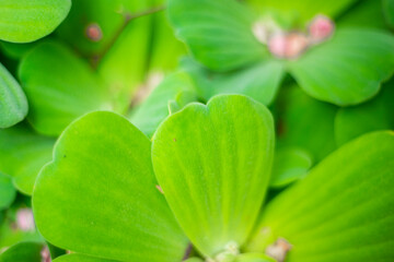  Pistia stratiotes is a herbaceous plant that grows on the surface of the water and has no stems....